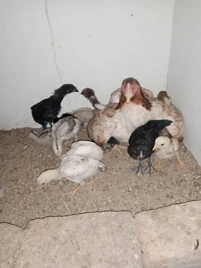 Aseel chiks Hera nasal ka