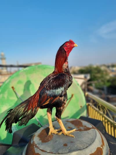 beautiful aseel bird