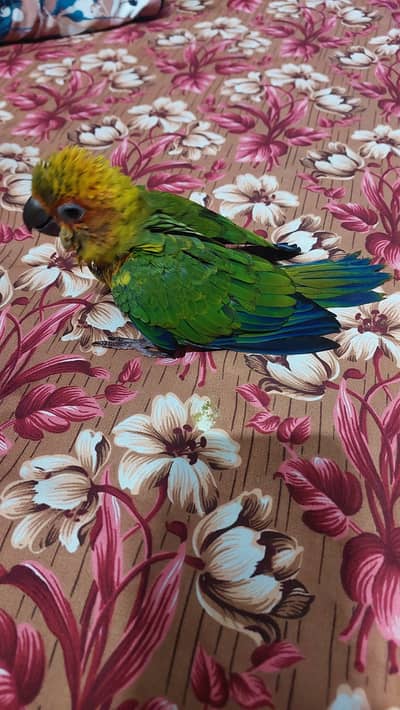 1 sun canour hand tamed peice for sale