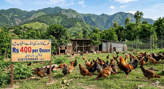 Desi Eggs for Sale | Fresh Home Collected Anday 