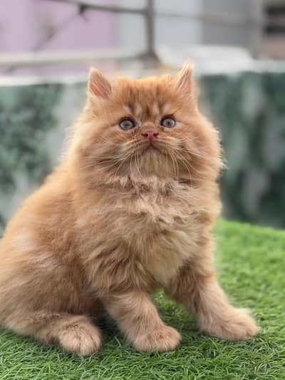 Ginger Bhalo Kitten