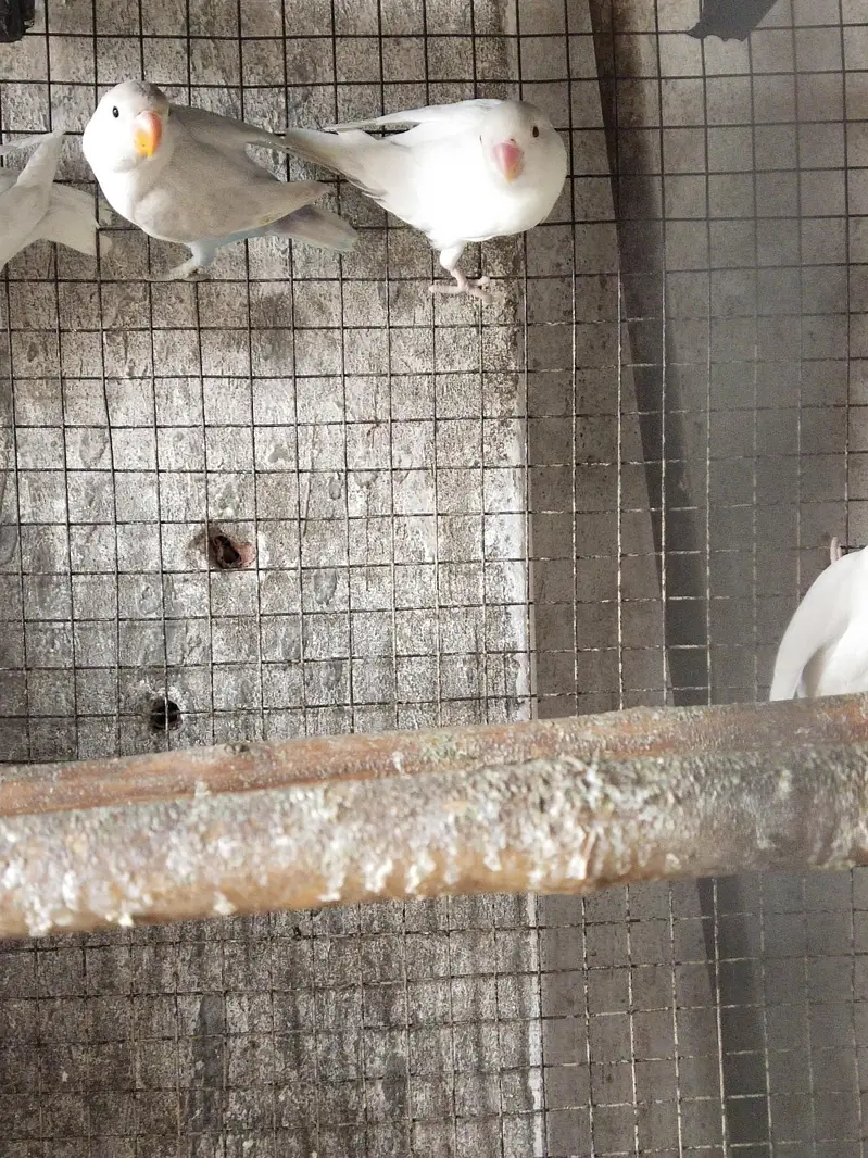 albino black eyes+ blue fishery mobile #03320008659 — photo 2