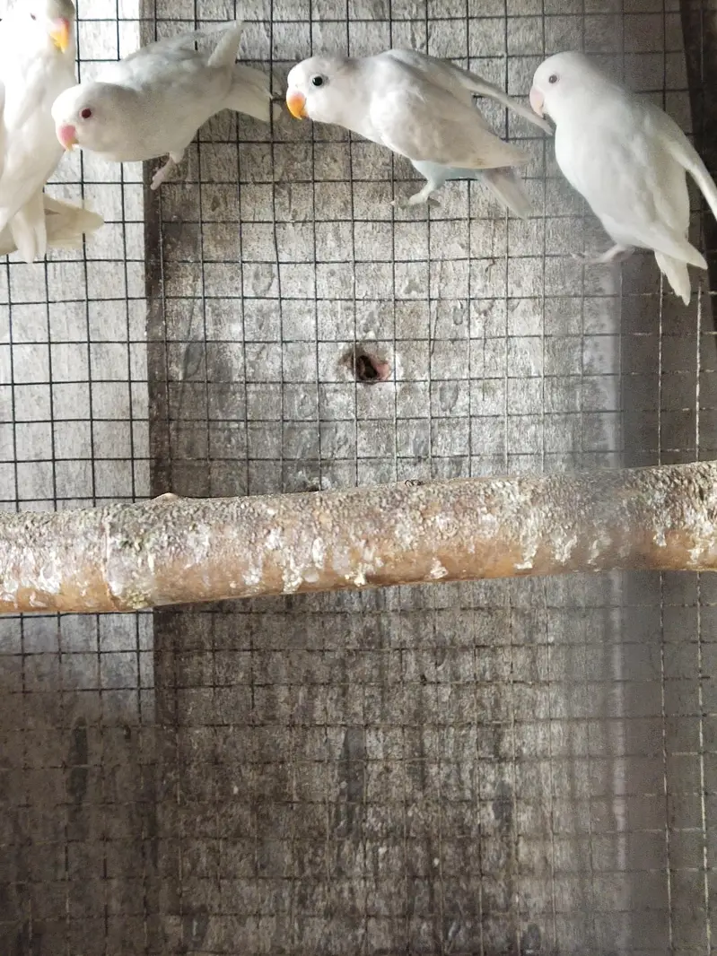 albino black eyes+ blue fishery mobile #03320008659 — photo 3