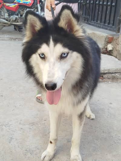 Siberian Husky Blue Eyes Wooly Coat Confirm Stud Male| Stud Available