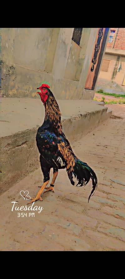 Aseel phatha full healthy and active for sale hy