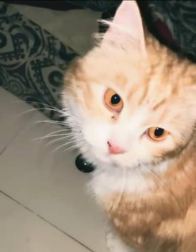 PERSIAN CROSS MALE CAT