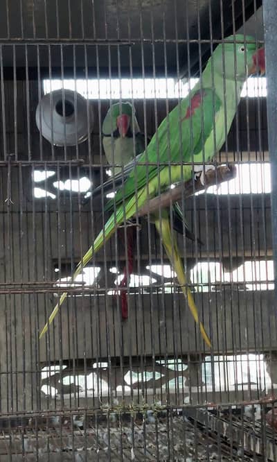raw parrot pair