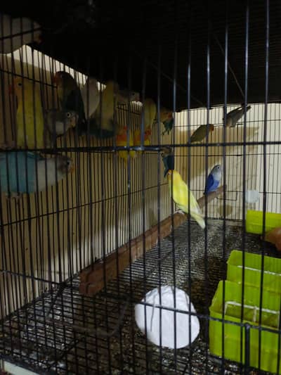 All breeder pairs  of lovebirds different mutation