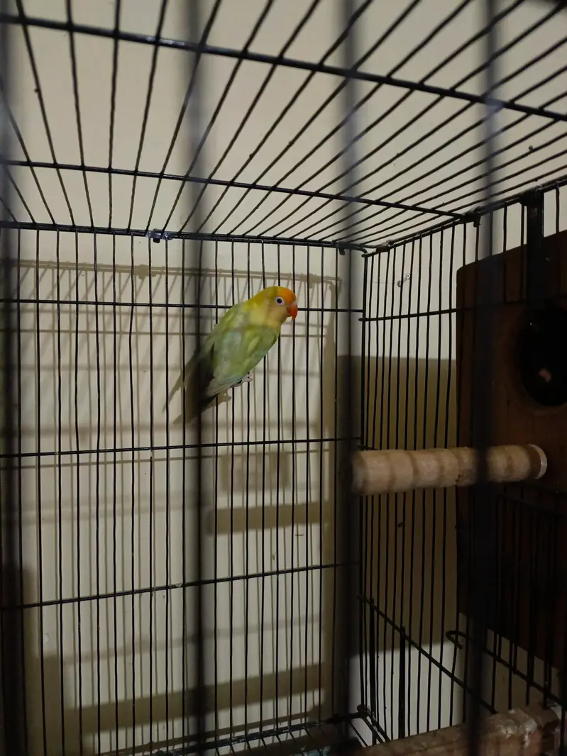 All breeder pairs  of lovebirds different mutation — photo 2