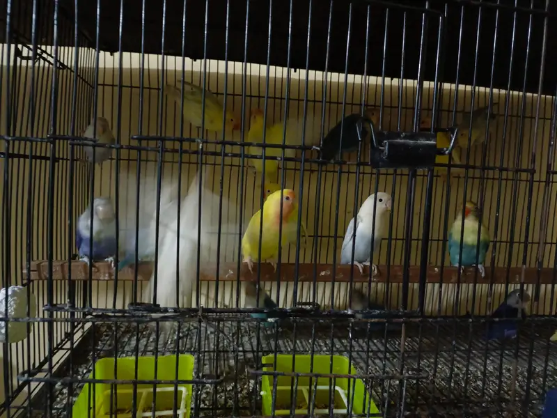 All breeder pairs  of lovebirds different mutation — photo 3