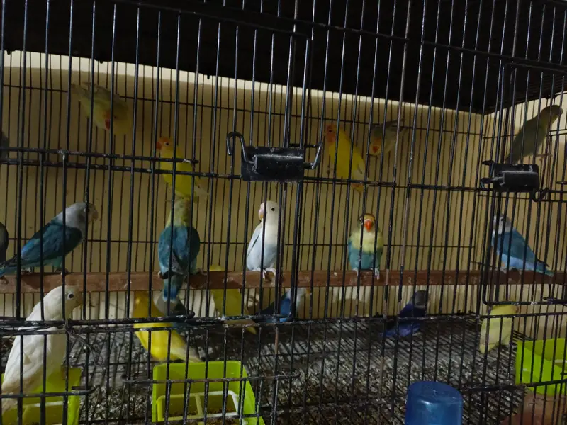 All breeder pairs  of lovebirds different mutation — photo 4