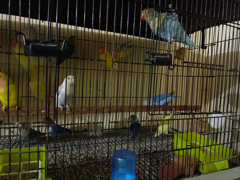 All breeder pairs  of lovebirds different mutation — photo 5