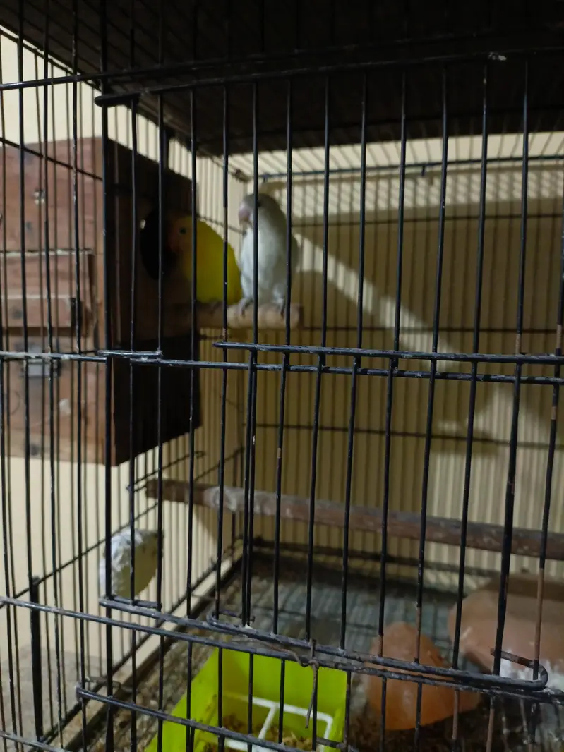All breeder pairs  of lovebirds different mutation — photo 6
