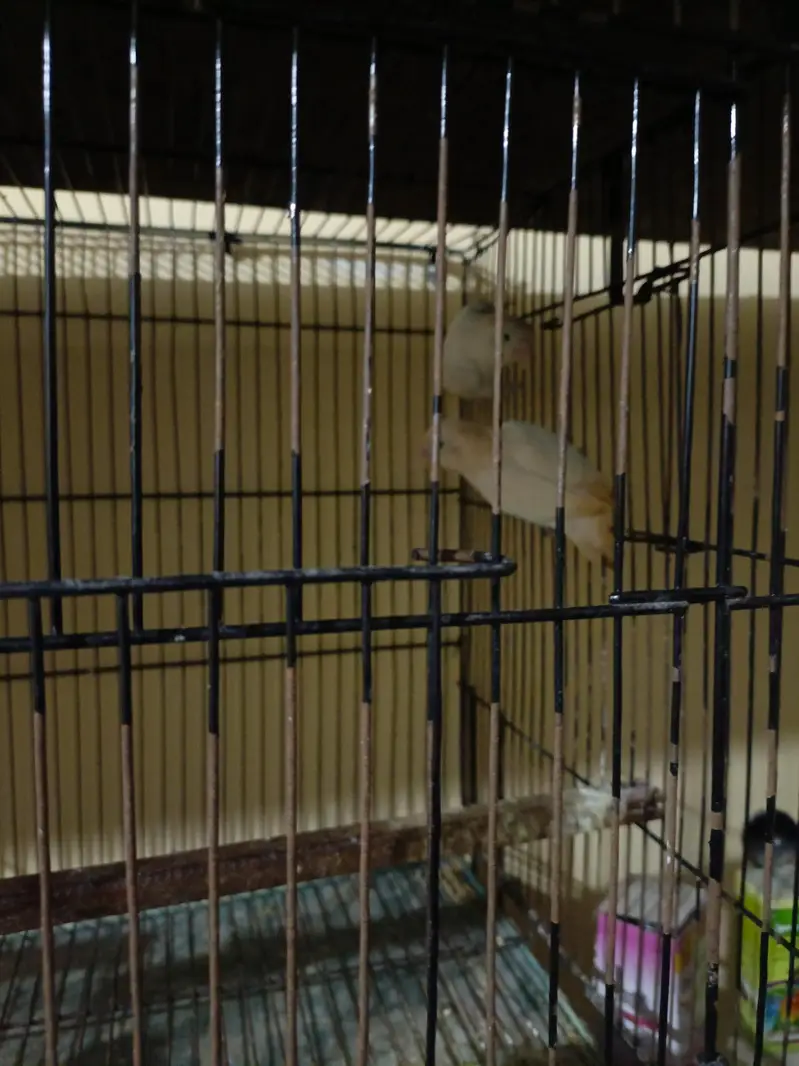 All breeder pairs  of lovebirds different mutation — photo 7