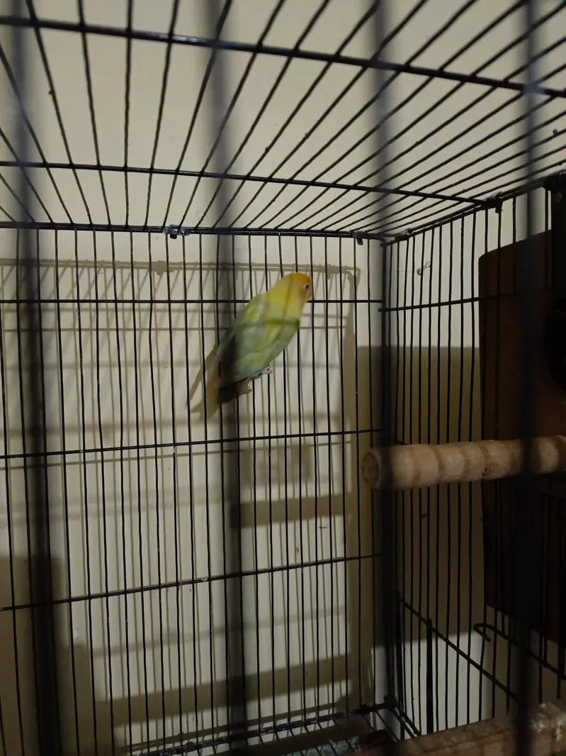 All breeder pairs  of lovebirds different mutation — photo 8