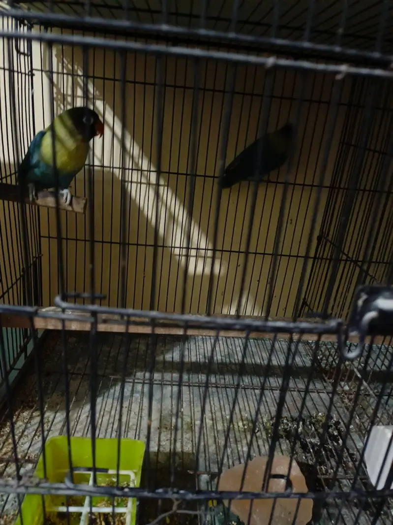 All breeder pairs  of lovebirds different mutation — photo 9