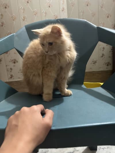 Persian cat