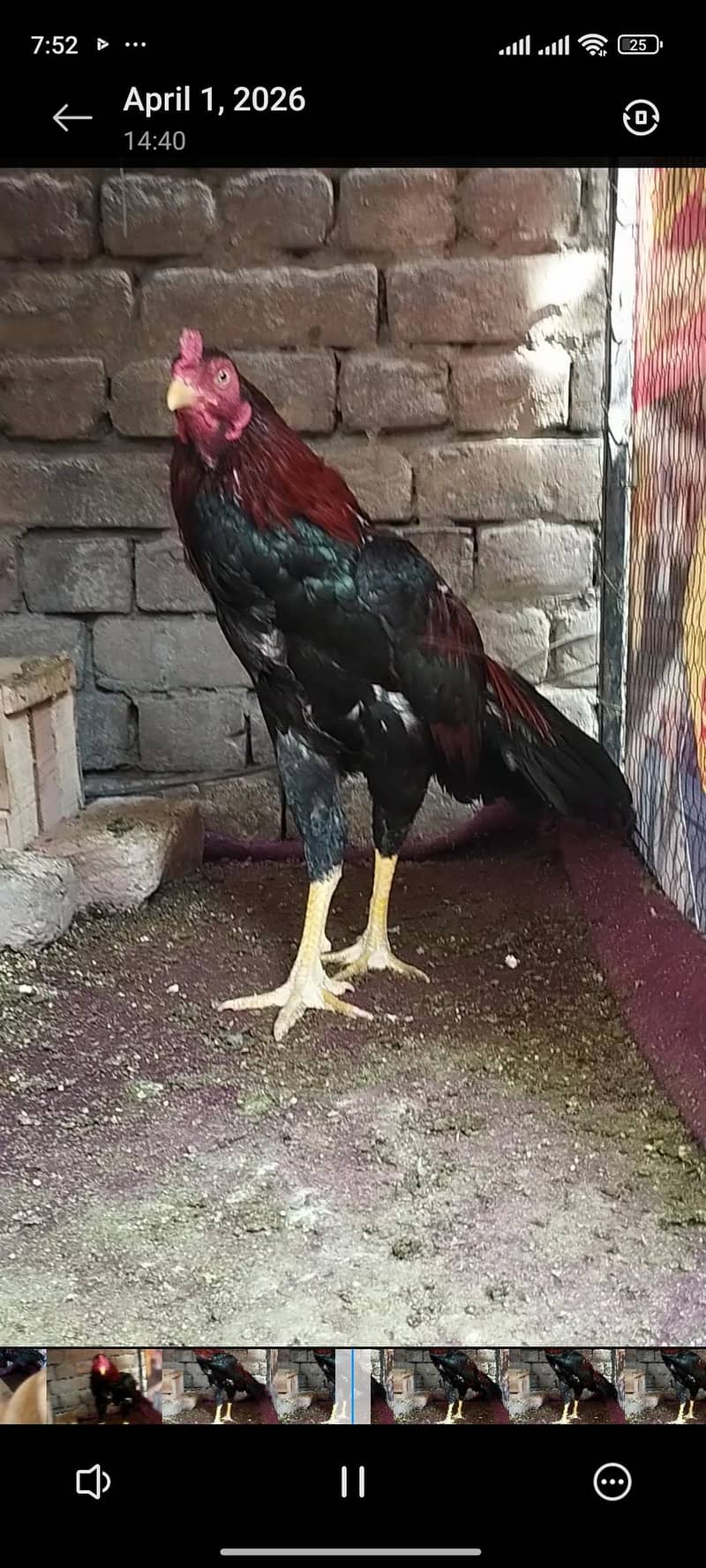 High quality patha 1