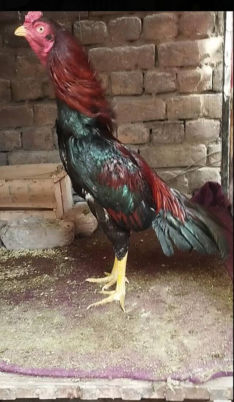 High quality patha 2