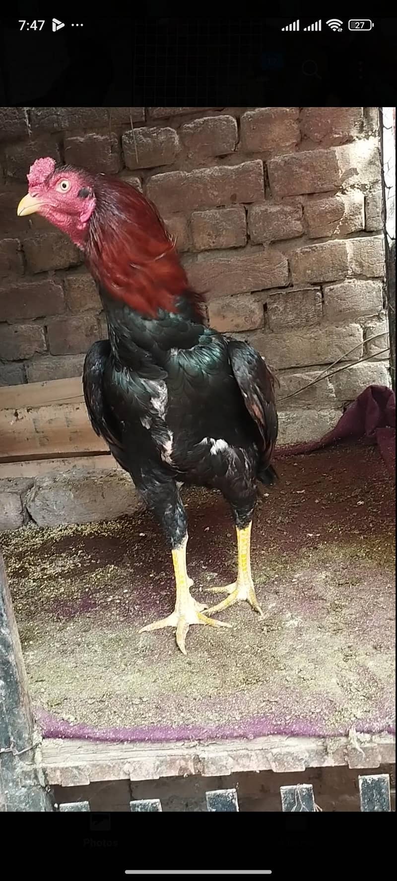 High quality patha 3