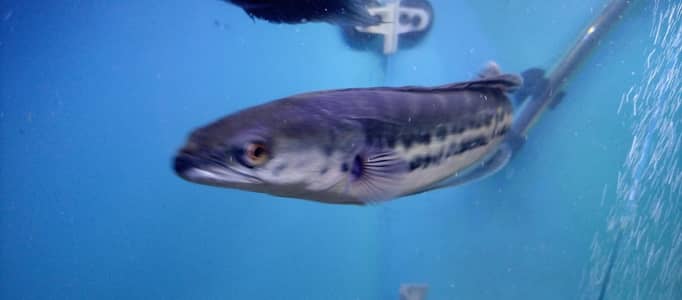 channa micropeltes fish