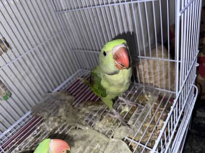 raw parrots pair age 55 days