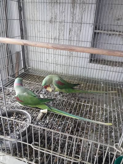 raw parrot pair