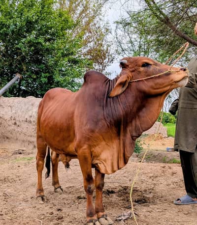 bull ,wacha, beffelo 2 dant for sale