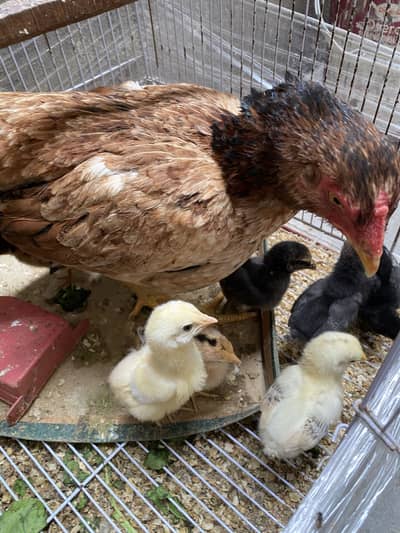 Healthy Desi Hen with 9 Active Chicks for Sale