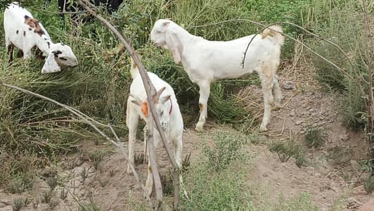 2 bakary