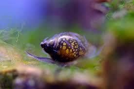 Black Rose Shrimp 7