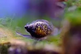 Black Rose Shrimp — photo 8