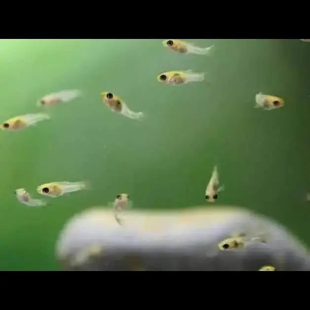Black Rose Shrimp — photo 10