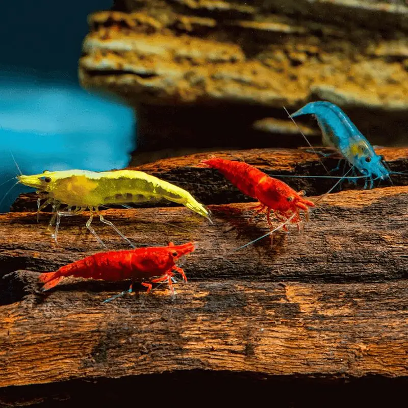 Black Rose Shrimp — photo 5