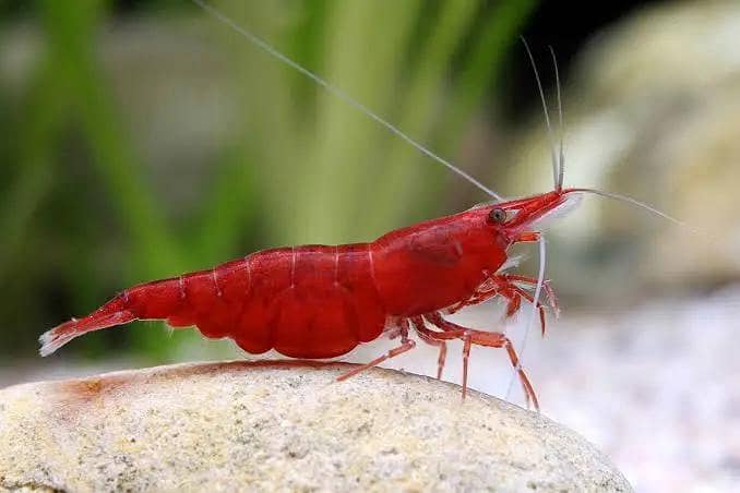 Black Rose Shrimp 9