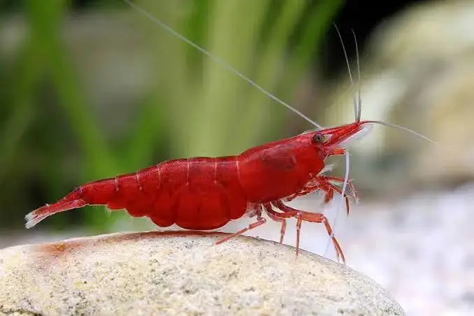 Black Rose Shrimp — photo 11
