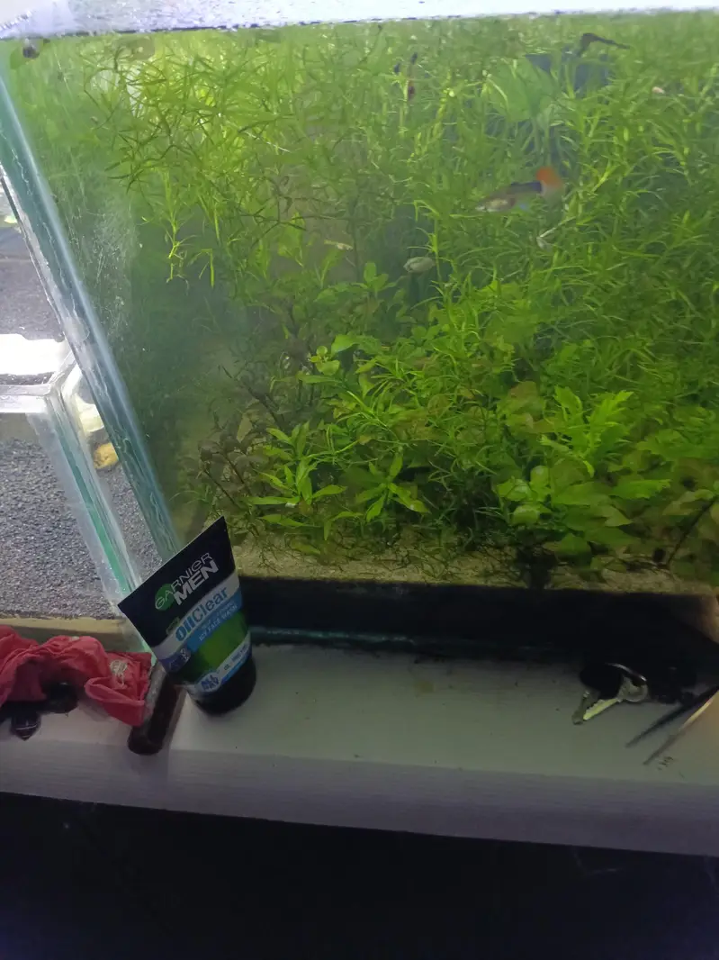 Black Rose Shrimp — photo 12