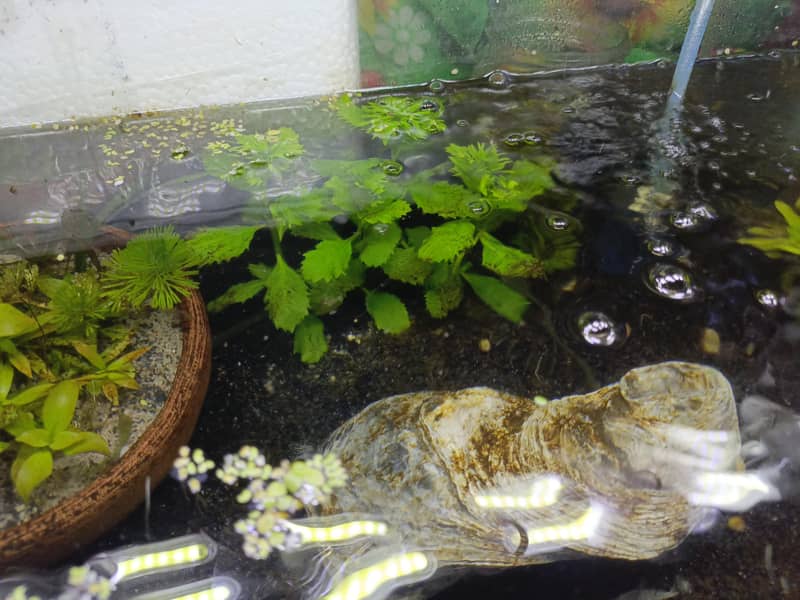 Black Rose Shrimp 14