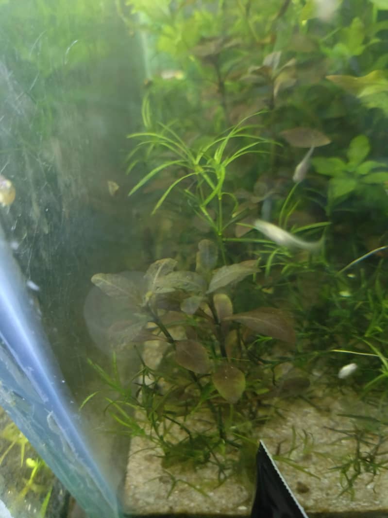 Black Rose Shrimp 15
