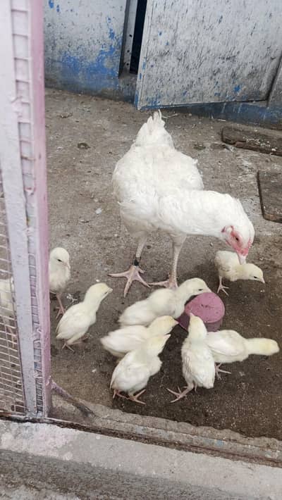 white Heera chicks for sale 03014751685