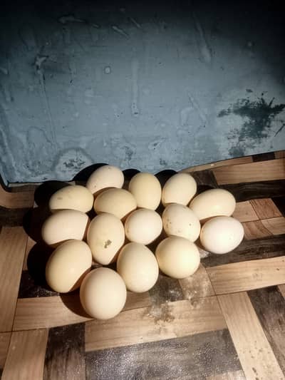 aseel eggs