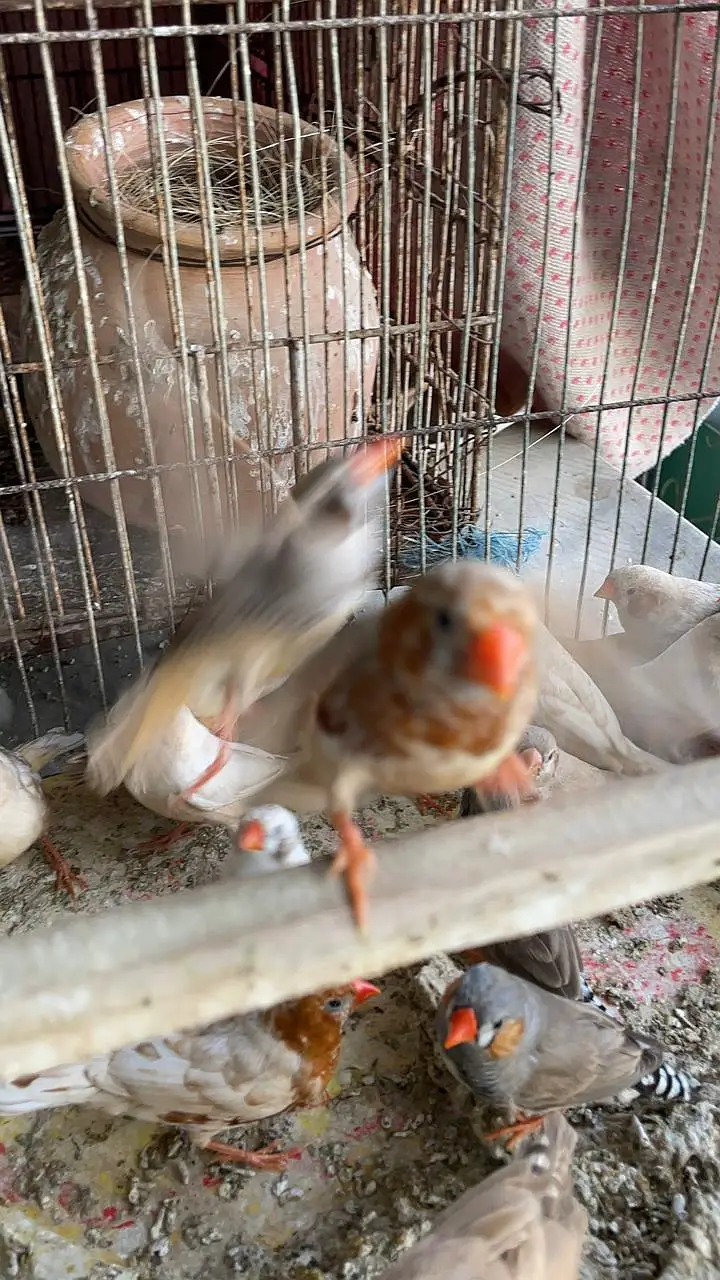 Healthy and active premium quantity finches and egg food available — photo 3