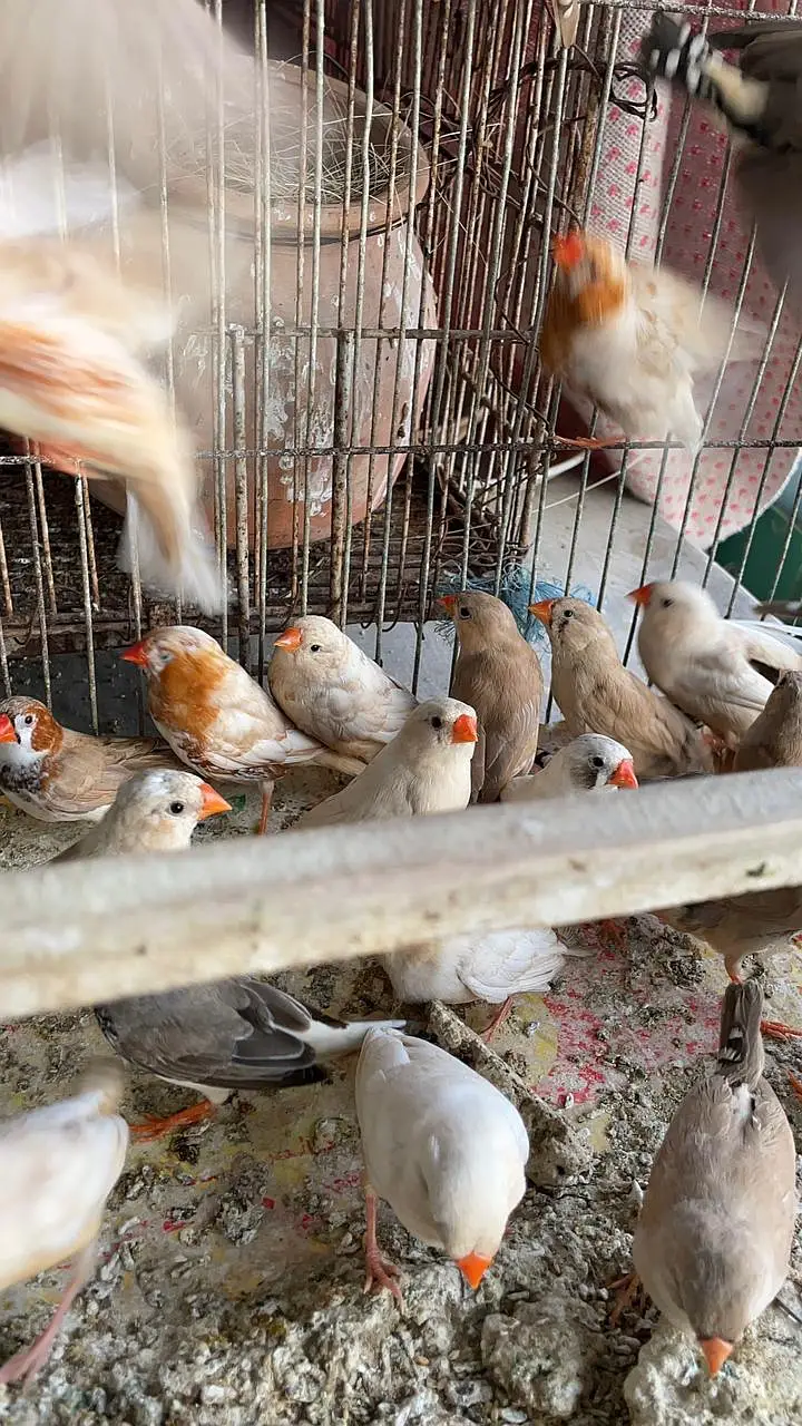 Healthy and active premium quantity finches and egg food available — photo 4