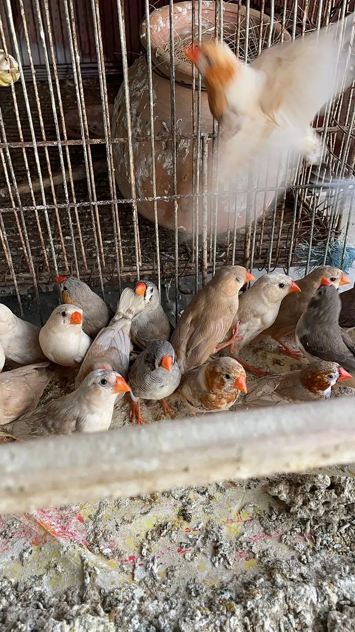Healthy and active premium quantity finches and egg food available — photo 5