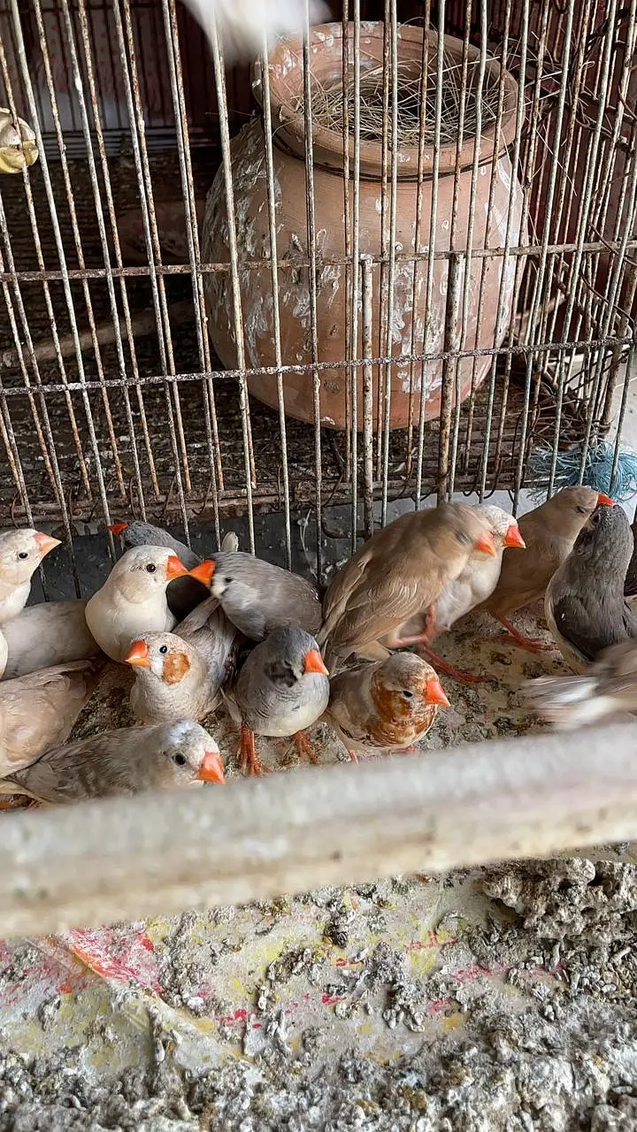 Healthy and active premium quantity finches and egg food available