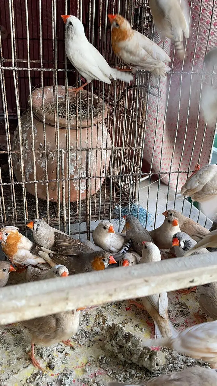 Healthy and active premium quantity finches and egg food available — photo 6