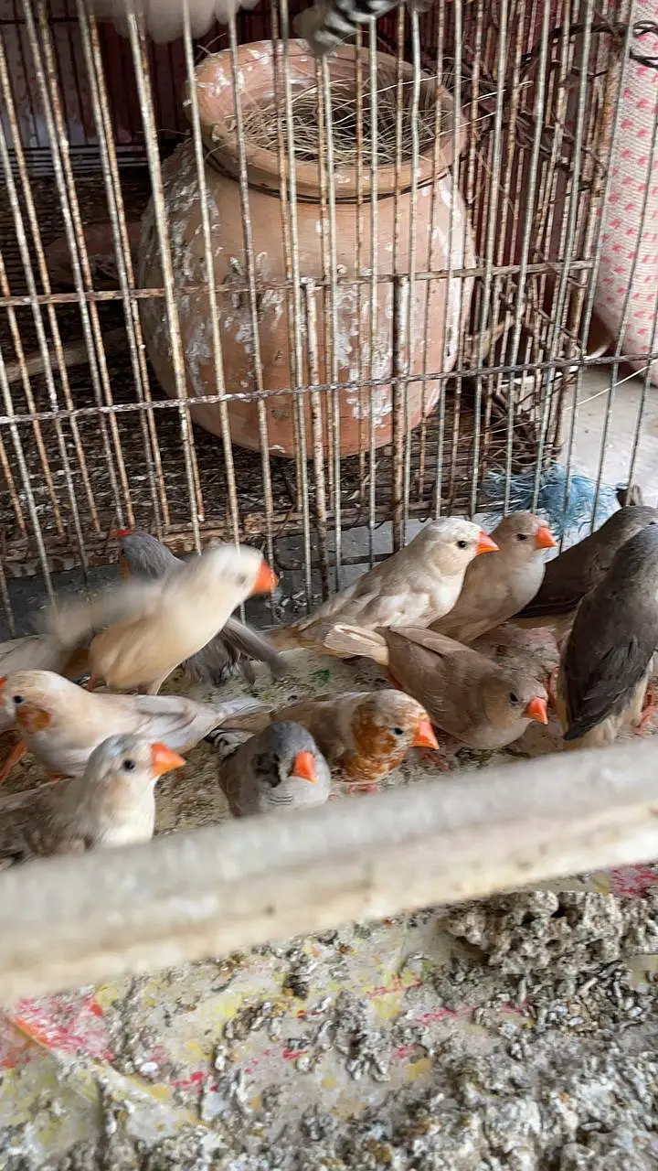 Healthy and active premium quantity finches and egg food available — photo 7