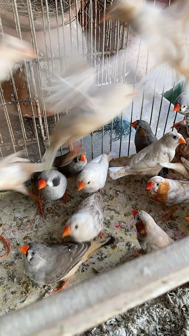 Healthy and active premium quantity finches and egg food available — photo 8