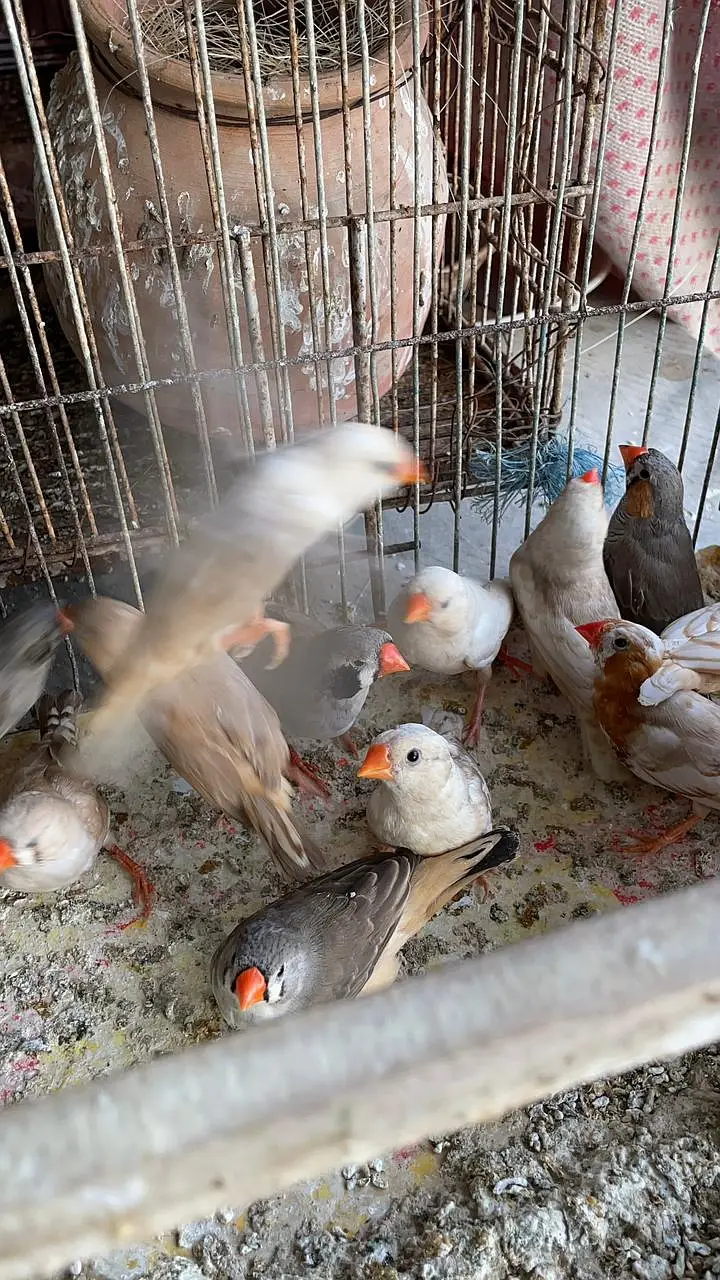 Healthy and active premium quantity finches and egg food available — photo 9