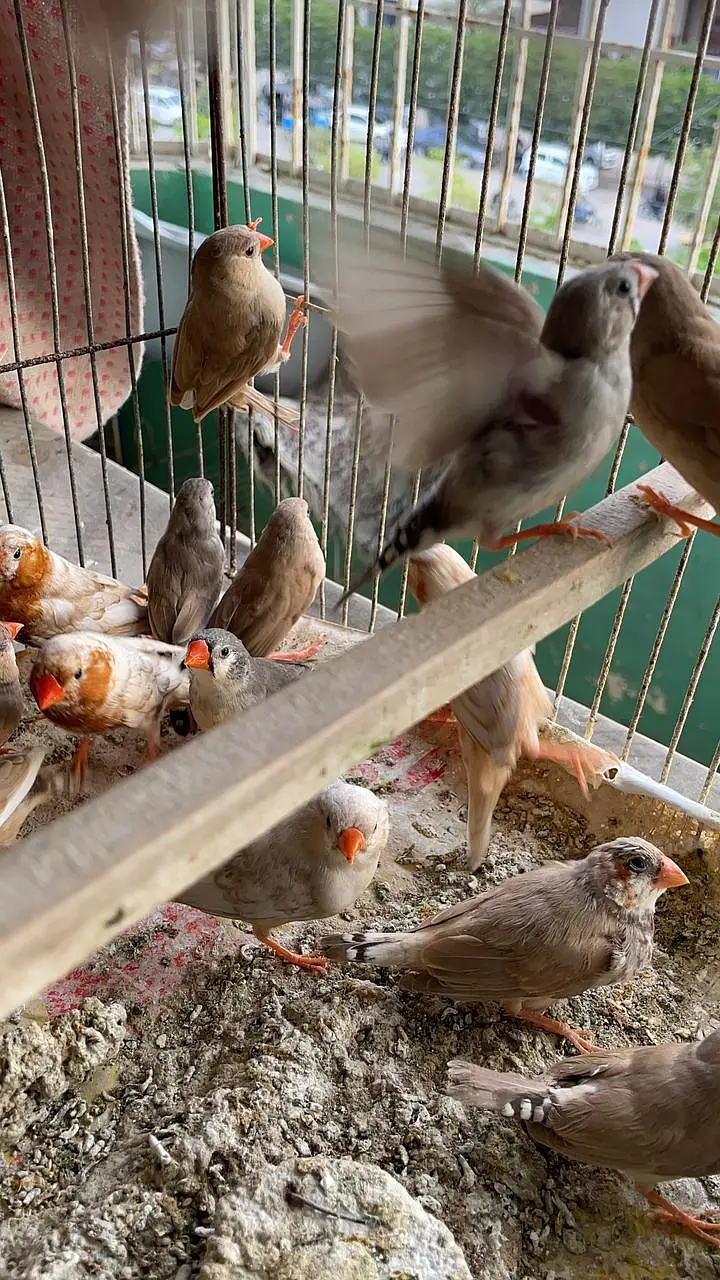 Healthy and active premium quantity finches and egg food available — photo 10